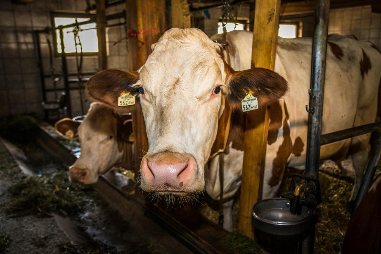 Bio-Bauernhof Obertrattenbachhof Neukirchen am Großvenediger Zewnętrze zdjęcie